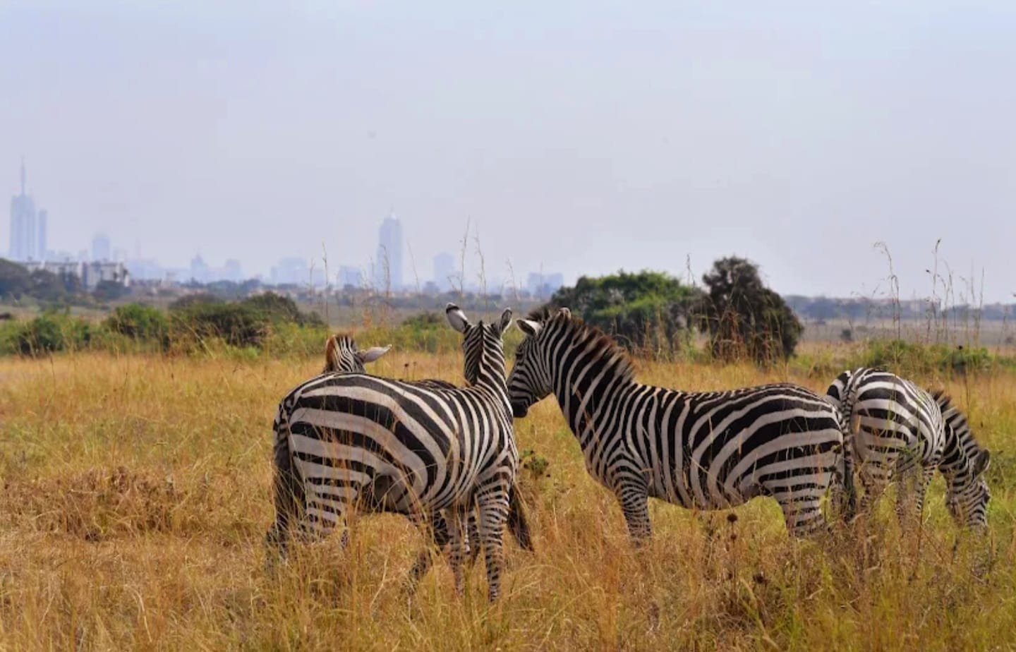 Half-Day Nairobi National Park Game Drive 